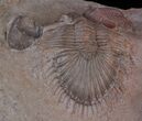 Red Thysanopeltis & Gerastos Trilobites - Hmar Laghdad #39884-1